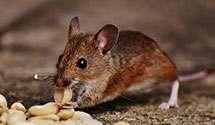 24 Hour & Emergency Exterminators in Masontown, WV